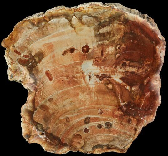 Petrified Wood (Araucaria) Slice - Madagascar #69428